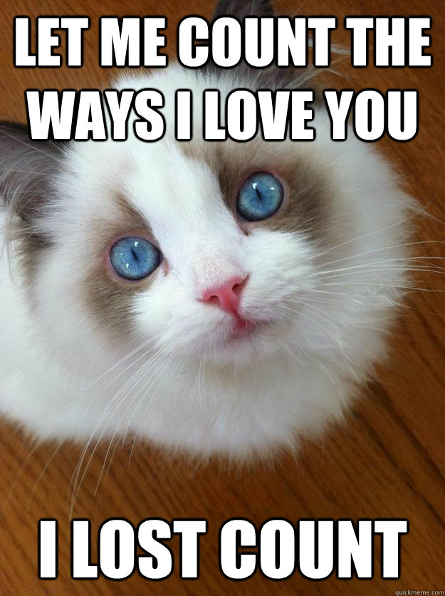 Cats  Meme My Day-1299