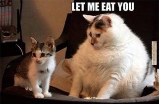 http://fc08.deviantart.net/fs71/f/2014/341/a/b/cat_memes_let_me_eat_you_cat_by_xxyoshixx89-d88z7ec.jpg