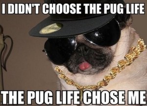 http://www.dogtrainingbasics.com/wp-content/uploads/2014/08/dog-meme-pug-life.jpg