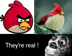 http://memeblender.com/wp-content/uploads/2011/11/meme-comic-angry-birds.jpg